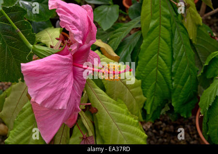 Botty Miss Hibiscus Banque D'Images