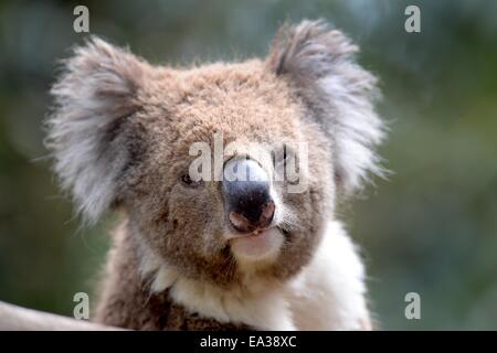 Un Koala dans son habitat naturel Banque D'Images