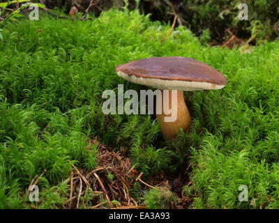 Bolet boletus badius, Bay Banque D'Images