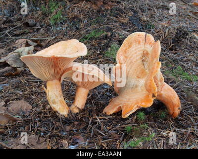 Faux safran, Lactarius deterrimus milkcap Banque D'Images