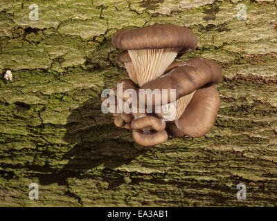 Pleurote Pleurotus ostreatus, Banque D'Images