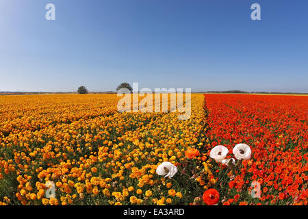 La floraison rouge-orange, renoncule Banque D'Images