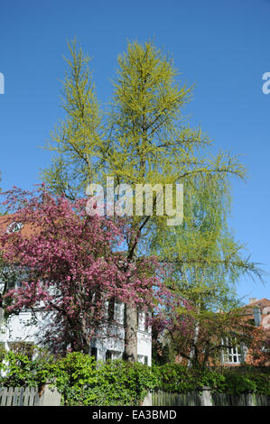 Ginkgo biloba Banque D'Images