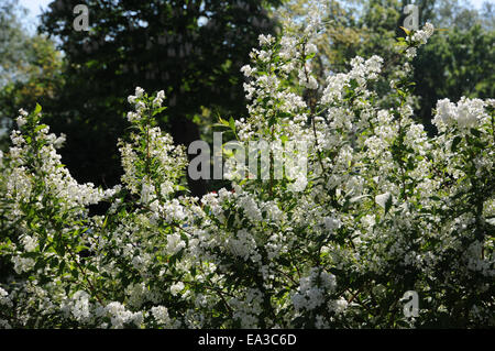 Deutzia mince Banque D'Images