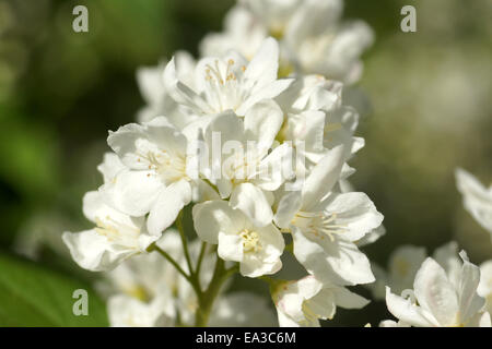 Deutzia mince Banque D'Images