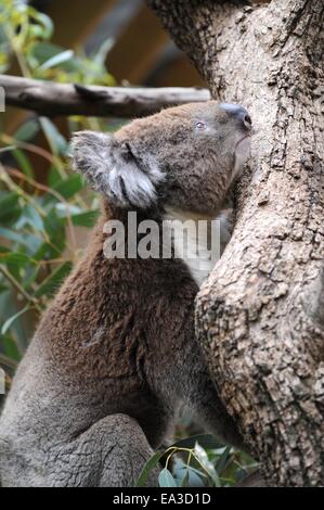 Un Koala dans son habitat naturel Banque D'Images