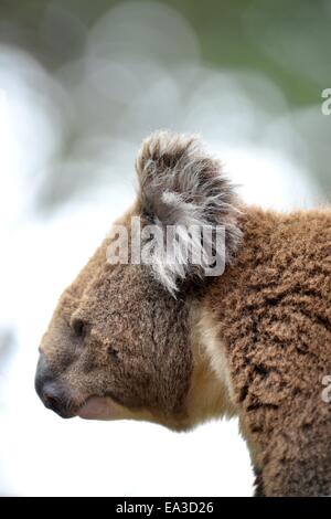 Un Koala dans son habitat naturel Banque D'Images