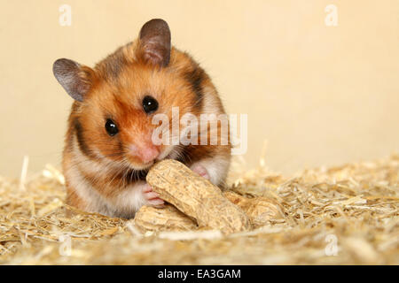 hamster doré Banque D'Images