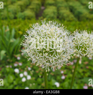 Fleur reine d'Ivoire Banque D'Images