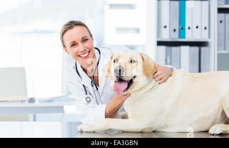 L'examen vétérinaire chien femelle Banque D'Images