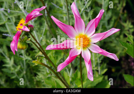 Dahlia, variété Marie Schnugg Banque D'Images