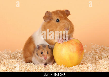 Cobaye et hamster Banque D'Images