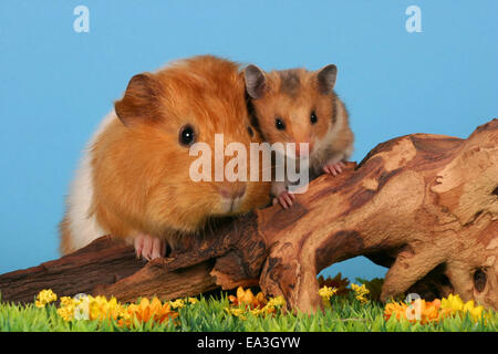 Cobaye et hamster Banque D'Images