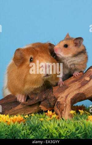 Cobaye et hamster Banque D'Images