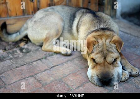 Shar Pei Banque D'Images