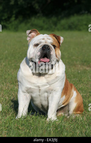 Bulldog anglais Banque D'Images