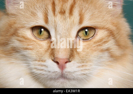 Jeune chat norvégien Banque D'Images