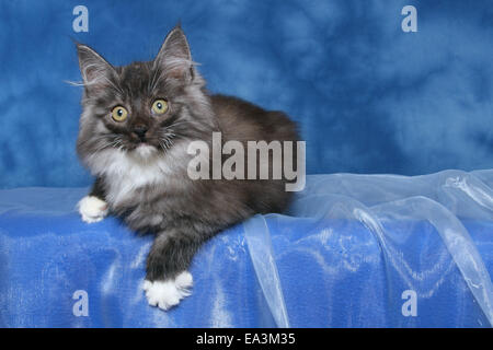 Chaton des forêts norvégiennes Banque D'Images