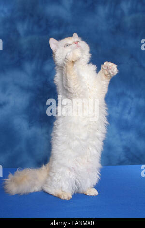 Selkirk Rex Banque D'Images