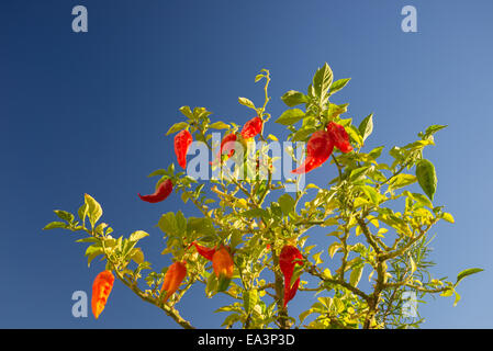 Plant de piment Bhut Jolokia, l'un des plus chauds le poivre dans le monde, dans divers année de maturation, du vert à l'orange t Banque D'Images