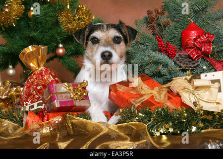 Parson Jack Russell Terrier à Noël Banque D'Images