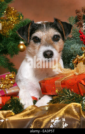 Parson Jack Russell Terrier à Noël Banque D'Images