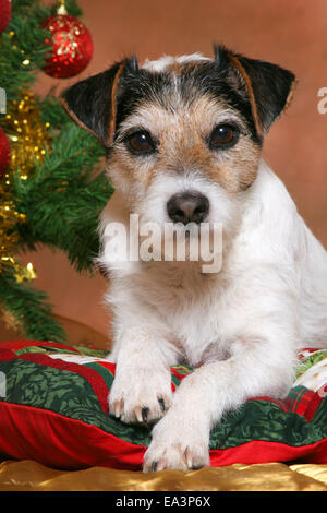 Parson Jack Russell Terrier à Noël Banque D'Images