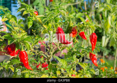 Plant de piment Bhut Jolokia, l'un des plus chauds le poivre dans le monde, dans divers année de maturation, de l'orange au rouge. Ho Banque D'Images