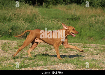 L'exécution de Rhodesian Ridgeback Banque D'Images