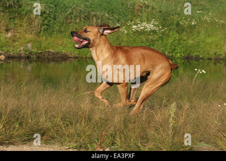 L'exécution de Rhodesian Ridgeback Banque D'Images