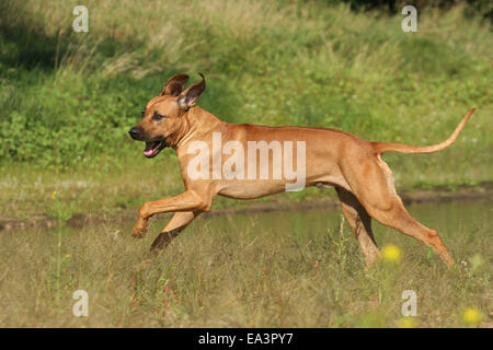 L'exécution de Rhodesian Ridgeback Banque D'Images