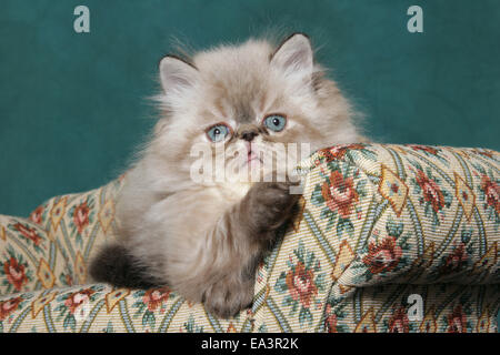 Chaton persan sur canapé Banque D'Images