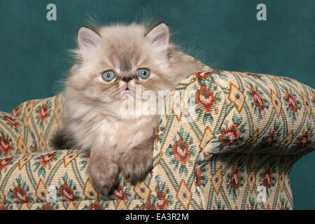 Chaton persan sur canapé Banque D'Images