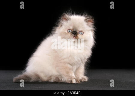 chaton persan Banque D'Images