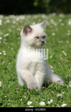 Chaton on meadow Banque D'Images