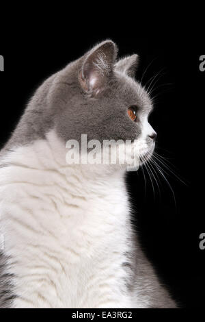 British shorthair Banque D'Images