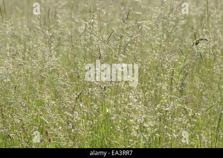 Herbe de la Prairie Banque D'Images