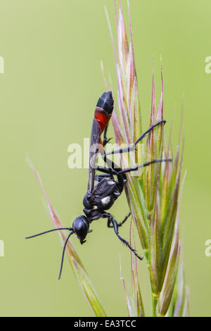 Red-banded wasp de sable Banque D'Images