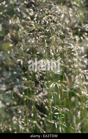 Herbe de la Prairie Banque D'Images