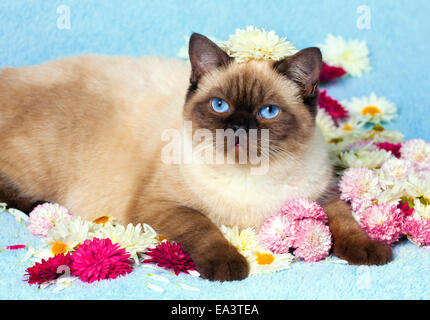 Point de couleur Cute cat British Shorthair détente sur couverture bleue couverte de fleurs Banque D'Images