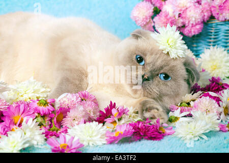Point couleur mignon chat Scottish Fold détente sur couverture bleue couverte de fleurs Banque D'Images