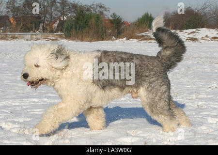 Old English Sheepdog Banque D'Images