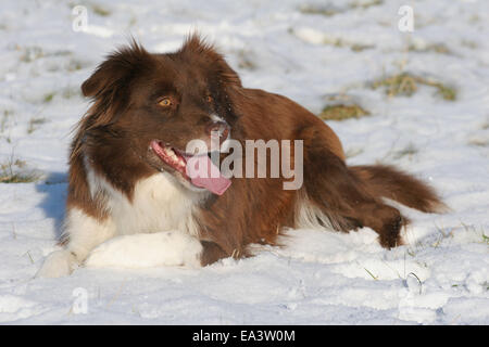 Border Collie dans la neige Banque D'Images