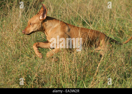 L'exécution de Rhodesian Ridgeback Banque D'Images