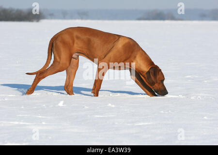 Le Rhodesian Ridgeback dans la neige Banque D'Images