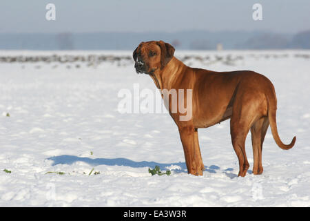 Le Rhodesian Ridgeback dans la neige Banque D'Images