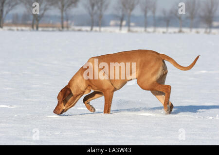 Le Rhodesian Ridgeback dans la neige Banque D'Images