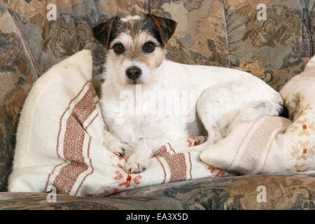 Parson Russell Terrier sur canapé Banque D'Images