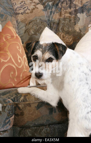 Parson Russell Terrier sur canapé Banque D'Images