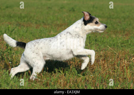 L'exécution de Parson Russell Terrier Banque D'Images